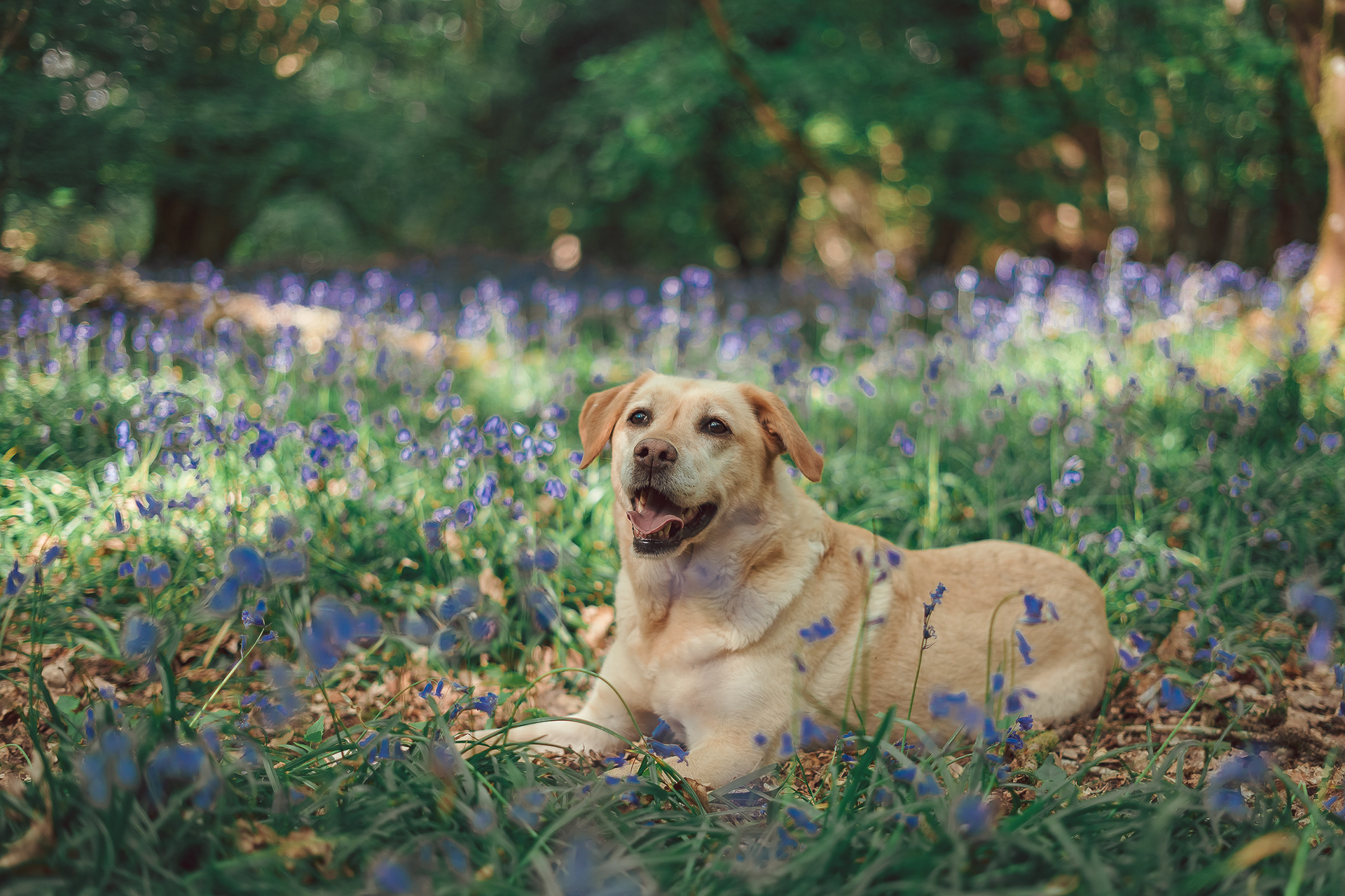 Pet Photography | Labradour Lying In Flowers | Nathan Mountain Photography