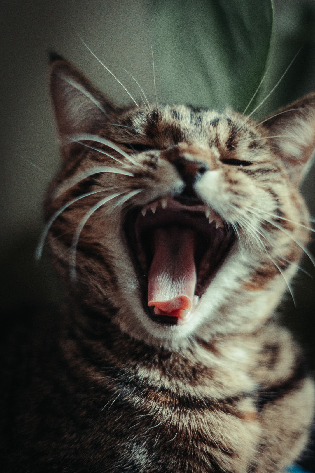 Pet Photography | A close-up of a tabby cat mid-yawn, showing its open mouth, sharp teeth, and pink tongue. The cat’s eyes are squinted, and its striped fur and whiskers are visible. The background is softly blurred with a hint of green. Nathan Mountain | Hampshire & London Freelance Photographer | Hampshire & London Camera Man